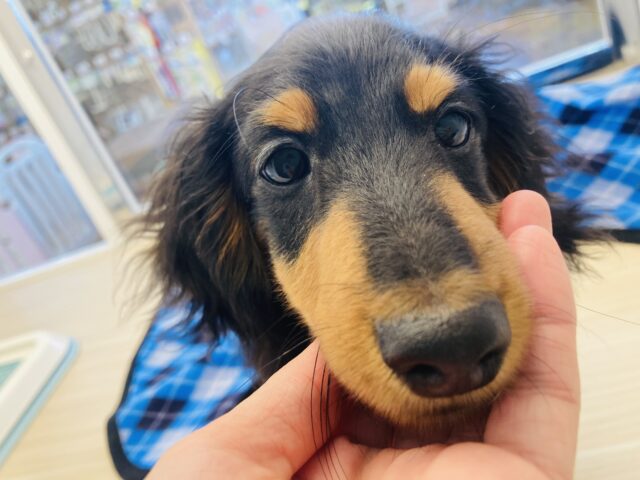 カニンヘンダックス