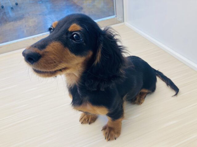 カニンヘンダックス