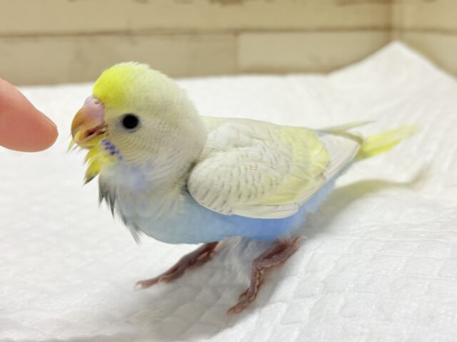 セキセイインコ