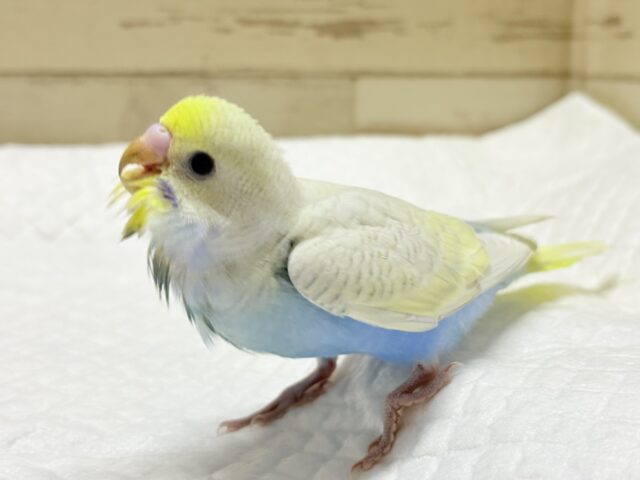 セキセイインコ