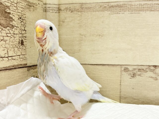 セキセイインコ