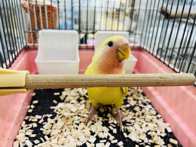 コザクラインコ（小桜インコ）