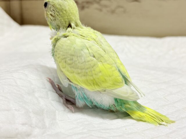 セキセイインコ