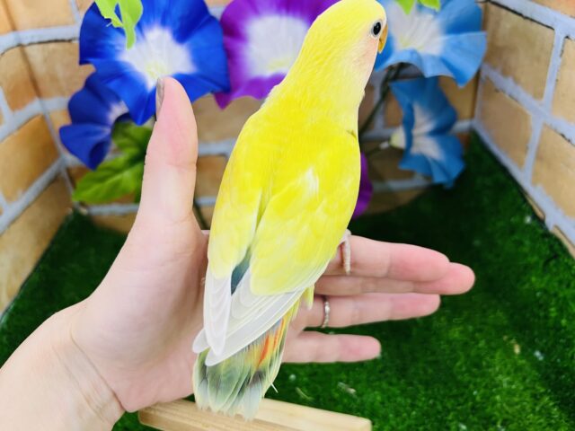 コザクラインコ（小桜インコ）