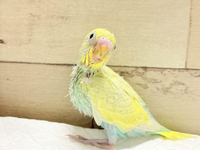 セキセイインコ