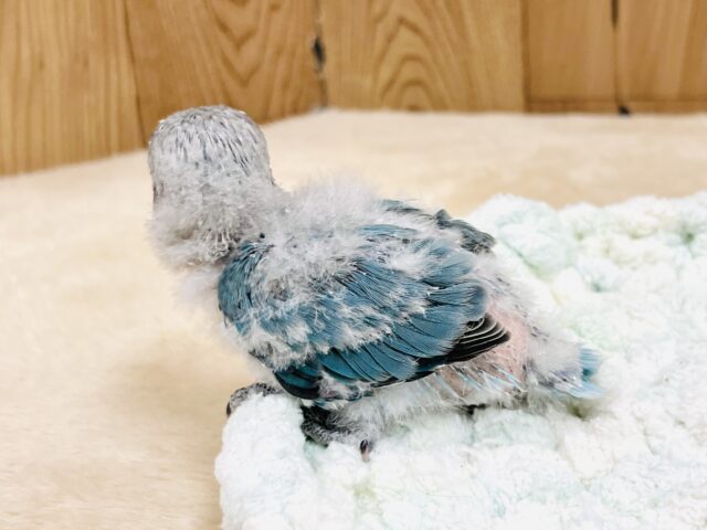 ブルーボタンインコ