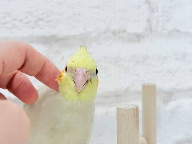 オカメインコ