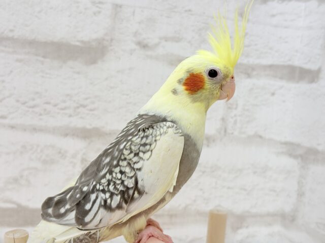 オカメインコ