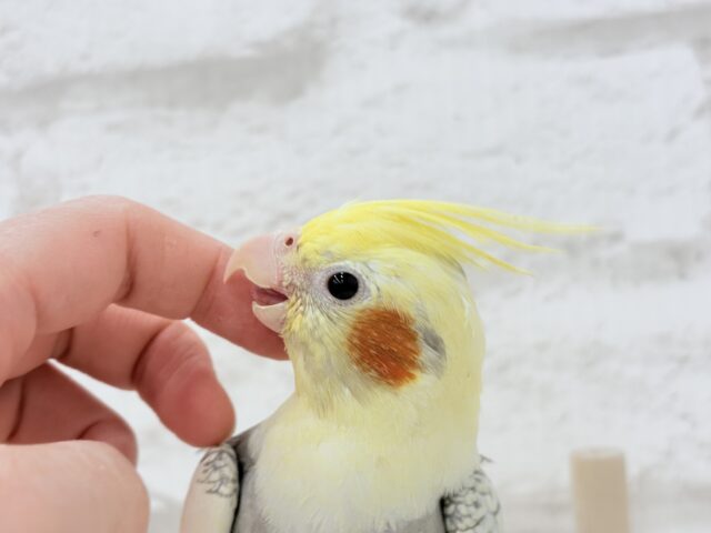 オカメインコ