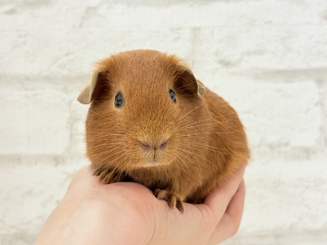 ロシアンモルモット
