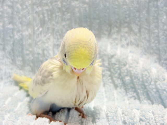 セキセイインコ