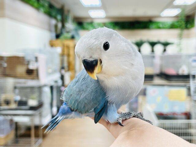 コザクラインコ（小桜インコ）