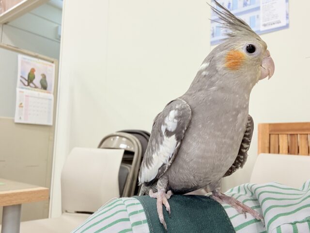 オカメインコ