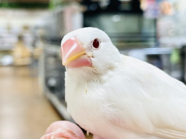 アルビノ文鳥