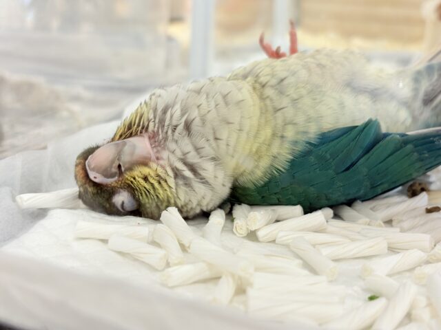 ワキコガネウロコインコ