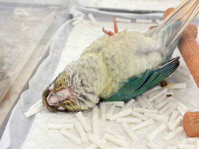 ワキコガネウロコインコ