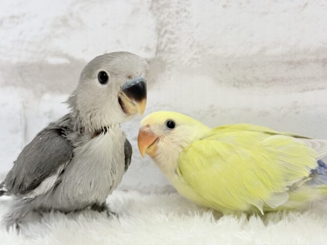 コザクラインコ（小桜インコ）