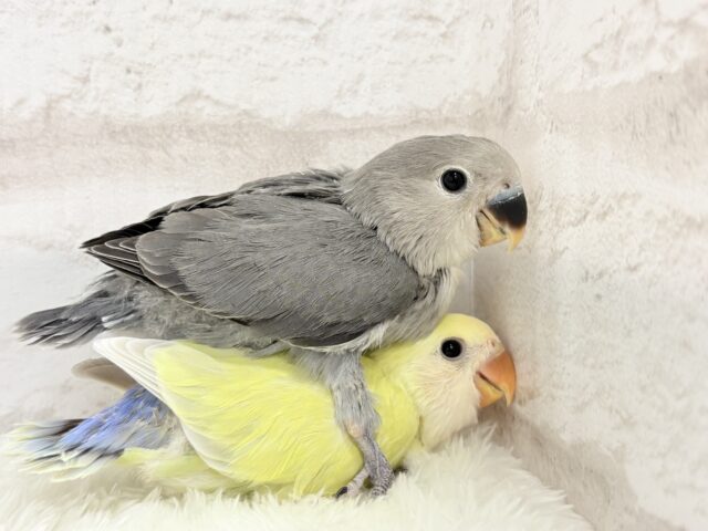 コザクラインコ（小桜インコ）