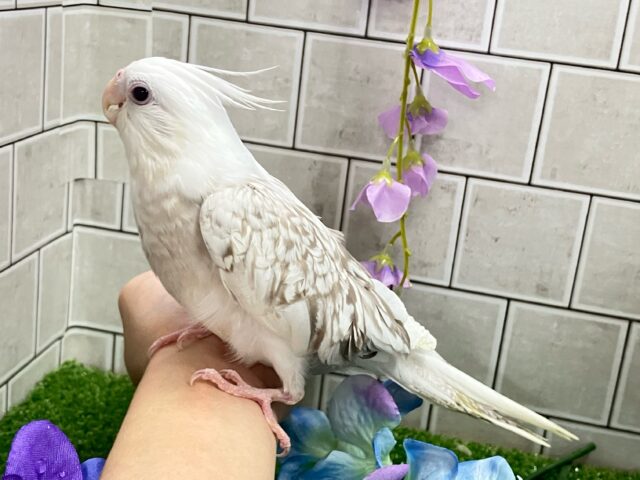オカメインコ