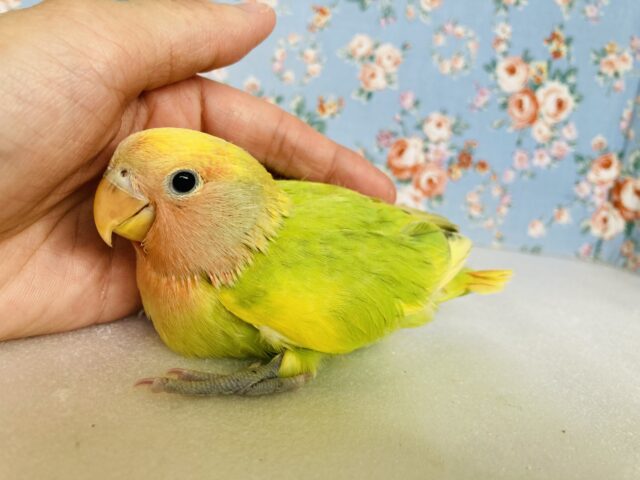コザクラインコ（小桜インコ）