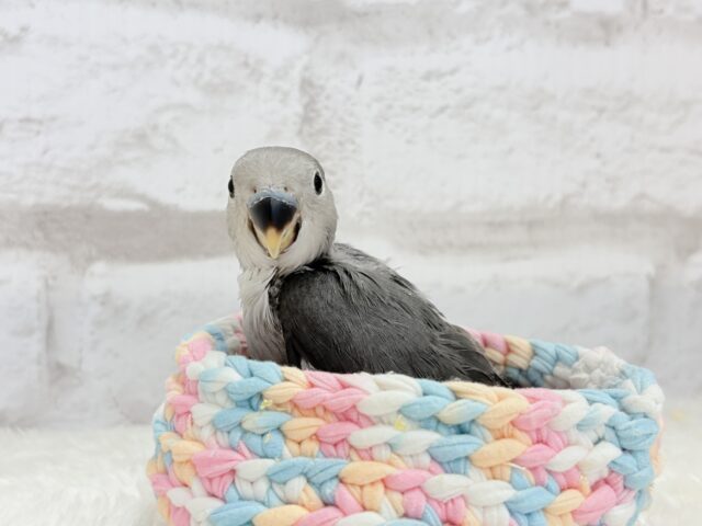 コザクラインコ（小桜インコ）