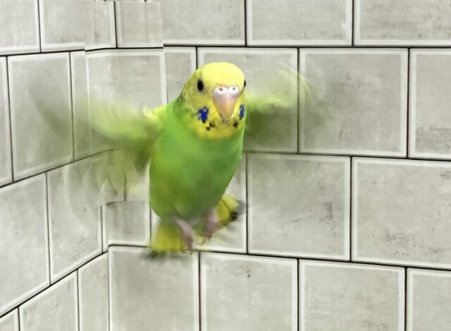 セキセイインコ