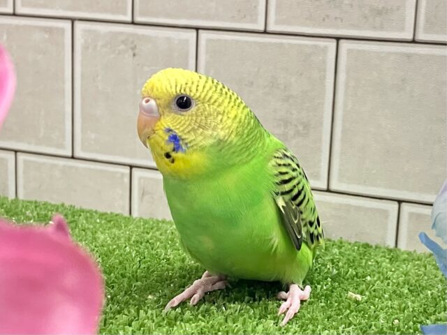 セキセイインコ