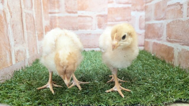 ボリスブラウン