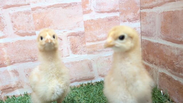 ボリスブラウン