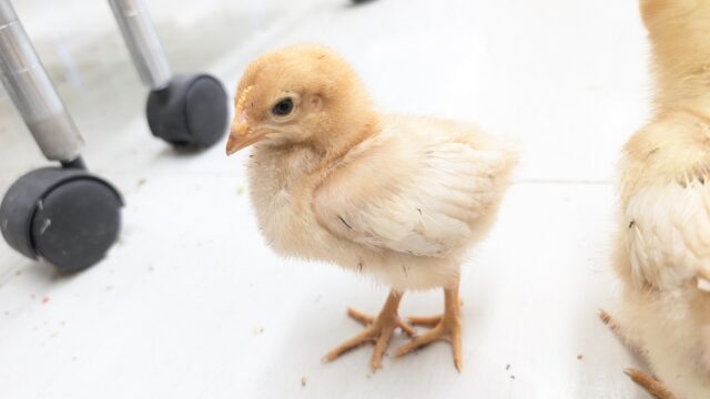 ボリスブラウン