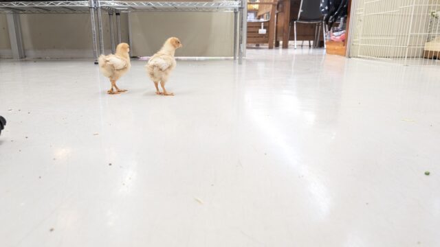 ボリスブラウン