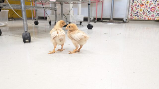 ボリスブラウン