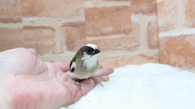 🤎🤍十姉妹🐤1号ちゃん👑 十姉妹(ジュウシマツ)