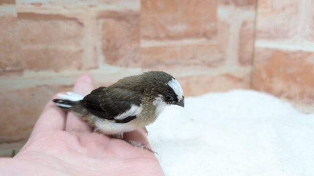 🤎🤍十姉妹🐤1号ちゃん👑 十姉妹(ジュウシマツ)