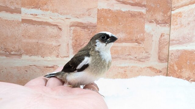 🤎🤍十姉妹🐤1号ちゃん👑 十姉妹(ジュウシマツ)