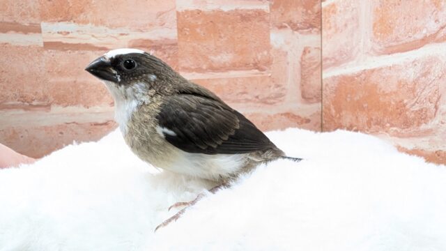 🤎🤍十姉妹🐤1号ちゃん👑 十姉妹(ジュウシマツ)