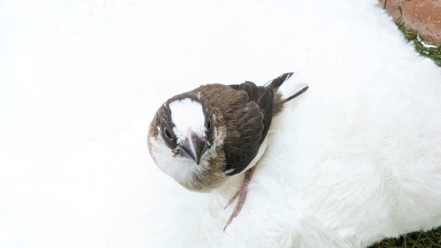 🤎🤍十姉妹🐤1号ちゃん👑 十姉妹(ジュウシマツ)