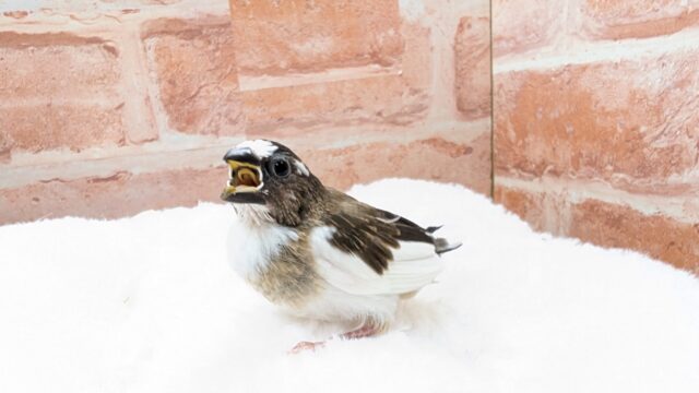 🤎🤍十姉妹🐣2号ちゃん👑 十姉妹(ジュウシマツ)