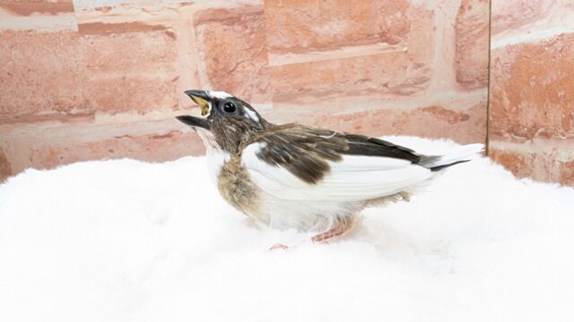 🤎🤍十姉妹🐣2号ちゃん👑 十姉妹(ジュウシマツ)