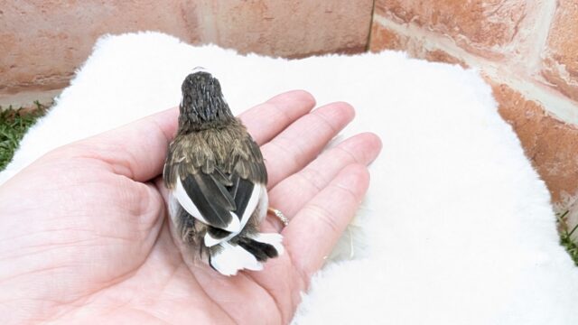 🤎🤍十姉妹🐣2号ちゃん👑 十姉妹(ジュウシマツ)