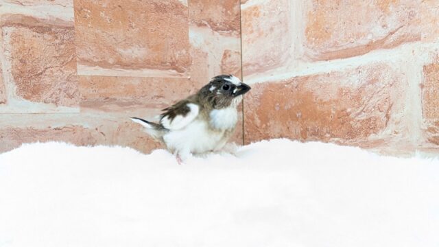 🤎🤍十姉妹🐣2号ちゃん👑 十姉妹(ジュウシマツ)