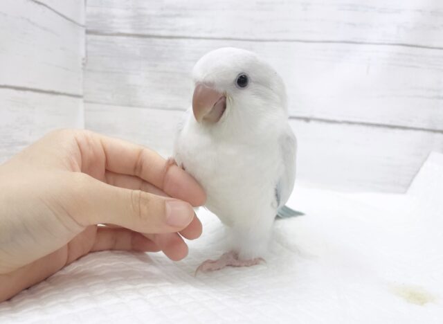 オキナインコ
