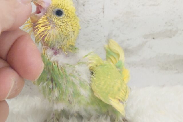 セキセイインコ