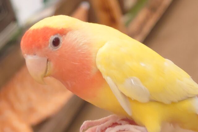 コザクラインコ（小桜インコ）
