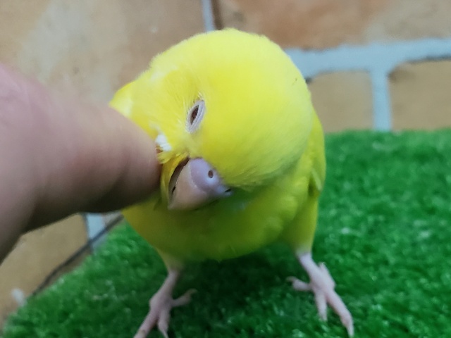 セキセイインコ