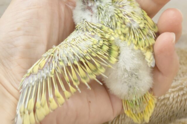 セキセイインコ