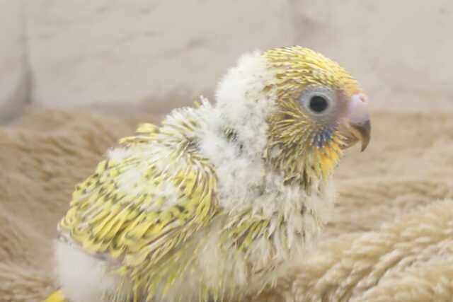 セキセイインコ