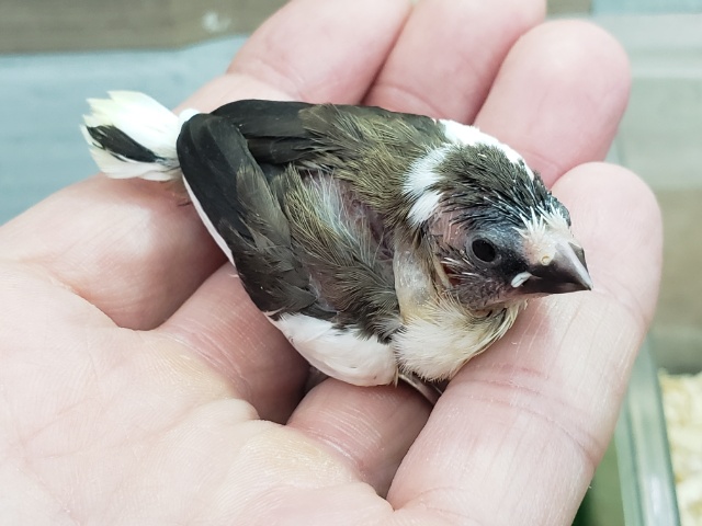 人気のてのり十姉妹入荷です 十姉妹(ジュウシマツ)