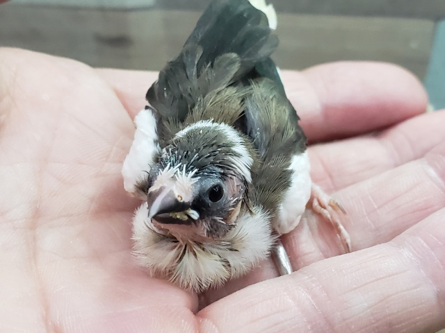 人気のてのり十姉妹入荷です 十姉妹(ジュウシマツ)