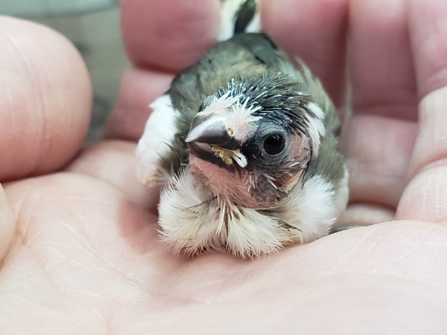 人気のてのり十姉妹入荷です 十姉妹(ジュウシマツ)